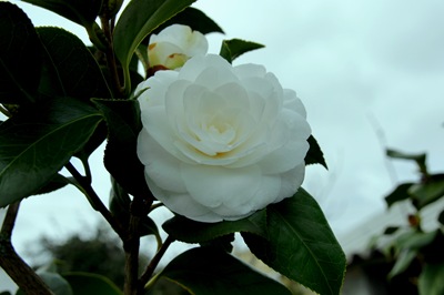 [camliabrancaGloriaIshizaka4.jpg]