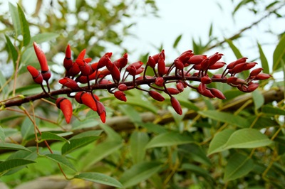 [florvermelha1GloriaIshizaka4.jpg]