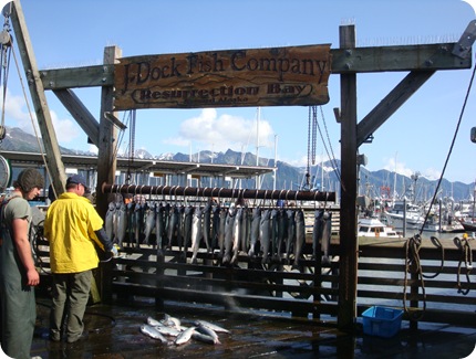 Silver salmon at Seward harbor.