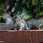 Eastern Gray Squirrel