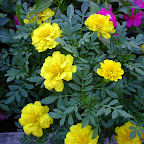 Flowers Flowers