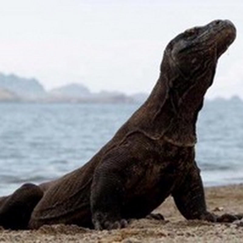 Komodo National Park – Find The Miracles of Komodo