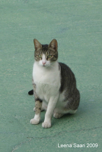 Kypros%202009%20011.JPG