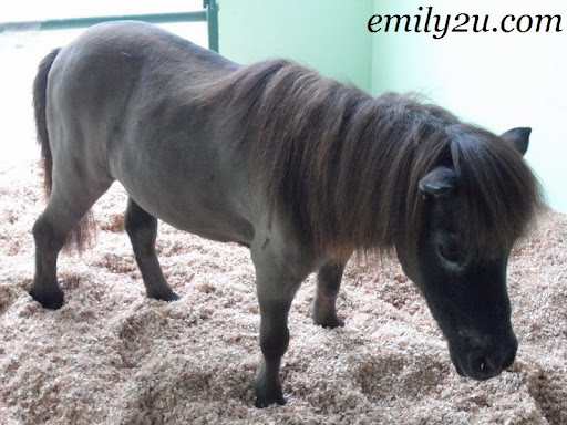 Fallabella (Registered Miniature Horse) Fallabella (Registered Miniature Horse)