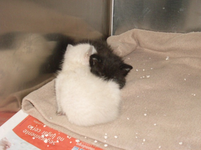 [Gatinhos 3 semanas 2[3].jpg]