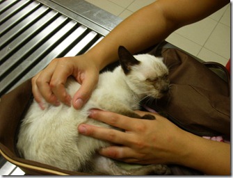 Gatinha 3meses e meio 3