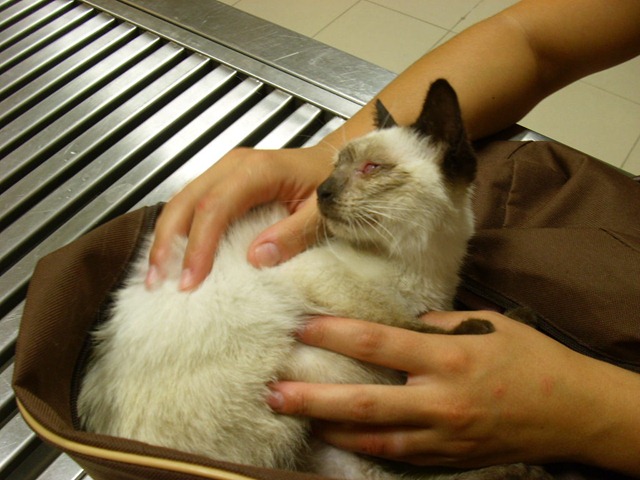 [Gatinha 3meses e meio 2[3].jpg]