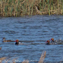 Red-crested Pochard; Pato Colorado