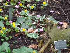 winter aconite and cyclamen at Chelsea Physic Gardens