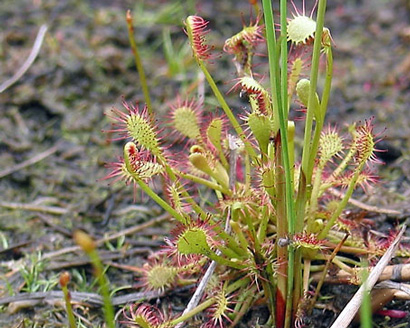 drosera1.JCNwxZHgHhwA.jpg