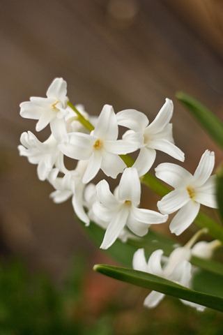 [white hyacinth[3].jpg]