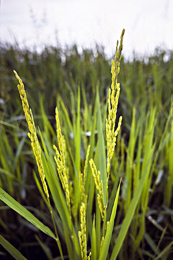 george bush sr gay sting ... National Rice Month was proclaimed in 1991 by ... george bush sr gay sting ... National Rice Month was proclaimed in 1991 by ...