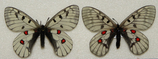 Parnassius (Parnassius) bremeri BREMER, 1864 (couple). Lac Khasan, Primorskij kraj (Oussouri). Photo : Pavel Morozov
