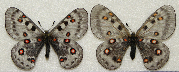 Parnassius (Parnassius) honrathi STAUDINGER & BANG-HAAS, 1882. Monts Hissar, Ouzbekistan. Photo : Pavel Morozov