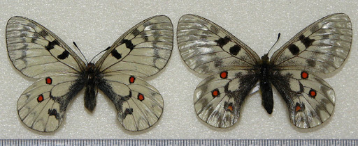 Parnassius (Driopa) clarius EVERSMANN, 1843 = Parnassius ariadne LEDERER 1853 (couple). Aktash, Altaï (Sibérie, Russie). Photo : Pavel Morozov