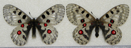 Parnassius (Parnassius) nomion korshunovi KREUZBERG & PLJUSTSH, 1992. Aktash, Altaï, Sibérie. Photo : Pavel Morozov