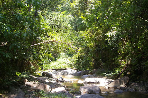 La forêt près des chutes de Pamoayan. Biotope de Papilio (Menelaides) memnon lowii DRUCE, 1873, et de Lyssa zampa BUTLER, 1869 (très abondant). Palawan, 17 août 2005. Photo : J.-M. Gayman
