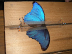 L’étalage du papillon : le Morpho