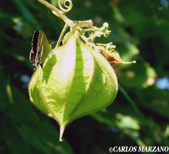 Chlorostrymon simaethis DRURY, 1773. Foto tomada en Reserva de Vicente Lopez, mayo de 2009, sobre planta de Globitos de pajonal (Cardiospermum halicacabum, Sapindaceae). Photo : Carlos Marzano