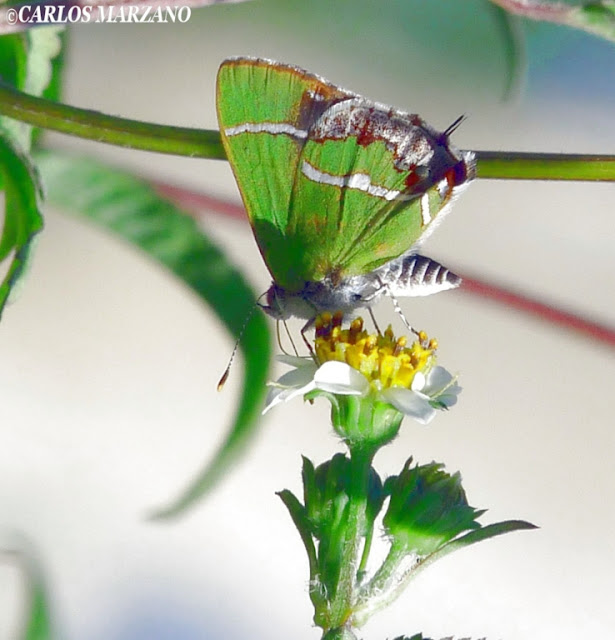 Chlorostrymon simaethis DRURY, 1773. Foto tomada en Reserva de Vicente Lopez, mayo de 2009, sobre planta de Globitos de pajonal (Cardiospermum halicacabum, Sapindaceae). Photo : Carlos Marzano