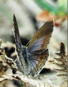 Figure 1 : O. niobe femelle TRIMEN, 1862. Photo : David Edge