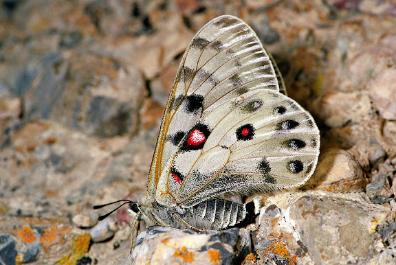 Parnassius (Kailasius) davydovi CHURKIN, 2006, femelle. Moldo Tau, Kyrgyzistan, juillet 2009. Photo : V. Pletnev