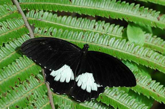 Papilio ambrax lutosa FRUHSTORFER, 1908, mâle. Meni, Arfak, 24 août 2007. Photo : G. Zakine