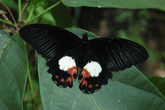 Papilio ambrax lutosa FRUHSTORFER, 1908, femelle. Warkapi, Arfak, 27 août 2007. Photo : G. Zakine