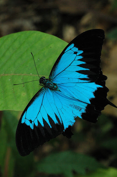 Papilio ulysses autolycus C. & R. FELDER, 1865. Warkapi, Arfak, août 2007. Photo : G. Zakine