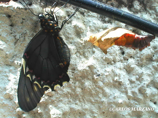 Battus polydamas y pupa. Foto : Carlos Marzano