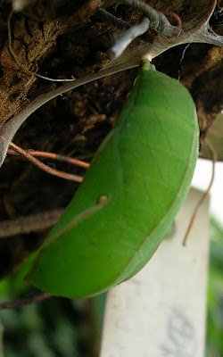Opsiphanes invirae amplificatus, pupa, Olivos, Provincia de Buenos Aires, 6 diciembre 2006. Carlos Marzano