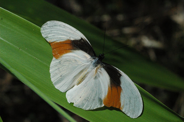 Lépidoptères de l'Arfak II (Danainae, Morphinae, Nymphalinae, Satyrinae) - Morphotaenaris schoenbergi schoenbergi FRUHSTORFER, 1893. Meni, Arfak, 25 août 2007. Photo : G. Zakine