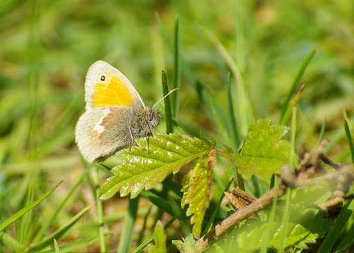 Coenonympha pamphylus, les Hautes-Lisières (28260). Photo : J.-M. Gayman. 12 mai 2008