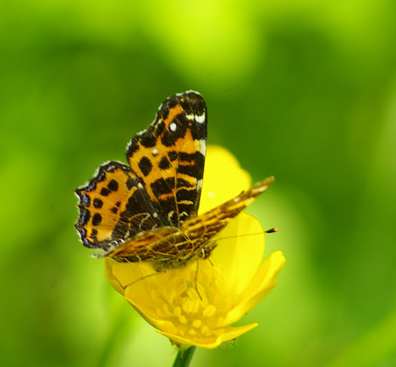 Araschnia levana f. levana, les Hautes-Lisières (28260). Photo : J.-M. Gayman. 14 mai 2008