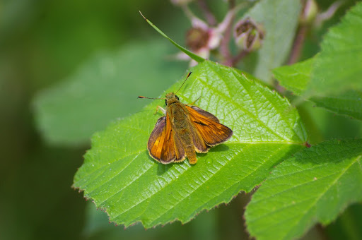 Ochlodes faunus, les Hautes-Lisières (28260). Photo : J.-M. Gayman. 26 juin 2008