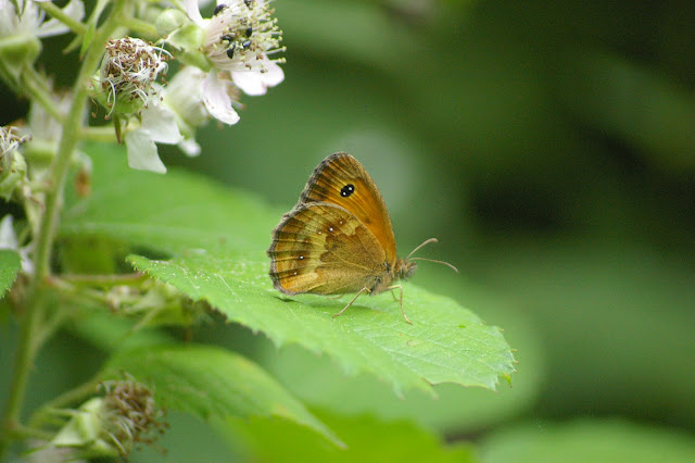 Pyronia tithonus, les Hautes-Lisières (28260). Photo : J.-M. Gayman. 27 juin 2008