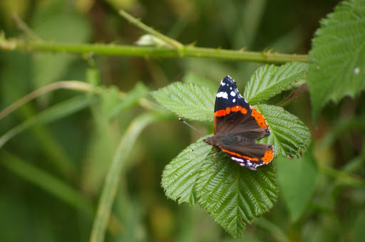 Vanessa atalanta, les Hautes-Lisières (28260). Photo : J.-M. Gayman. 29 juin 2008