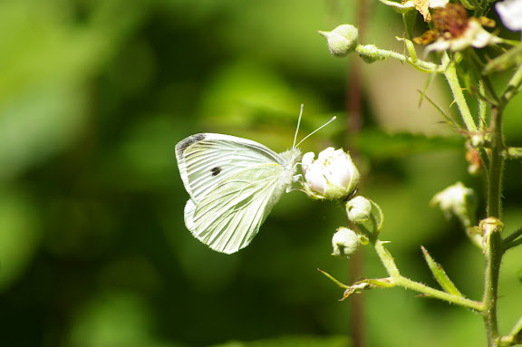 Pieris rapae, les Hautes-Lisières (28260). Photo : J.-M. Gayman. 30 juin 2008