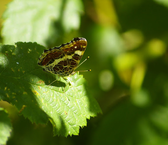 Araschnia levana f. prorsa, les Hautes-Lisières (28260). Photo : J.-M. Gayman. 30 juin 2008