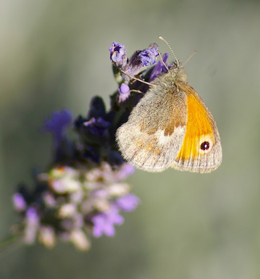Coenonympha pamphylus, les Hautes-Lisières (28260). Photo : J.-M. Gayman. 8 septembre 2008