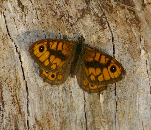 Lasiommata megera, les Hautes-Lisières (28260). Photo : J.-M. Gayman. 29 septembre 2008