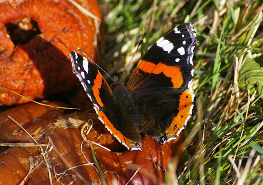Vanessa atalanta, les Hautes-Lisières (28260). Photo : J.-M. Gayman. 2 octobre 2008