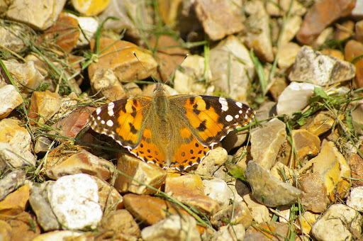 Vanessa cardui LINNAEUS, 1758. Les Hautes-Lisières (28), 29 mai 2009. Photo : J.-M. Gayman