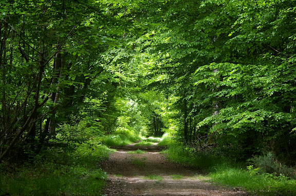 Forêt de Dreux près de Hautes-Lisières : biotope d'Anthocharis caradamines, de Pararge aegeria. 31 mai 2009. Photo : J.-M. Gayman