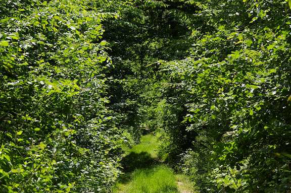 Forêt de Dreux : chemin forestier près des Hautes-Lisières ; biotope de Ladoga camilla, Apatura iris, Aphotanpus hyperantus, etc. Photo : 31 mai 2009, J.-M. Gayman