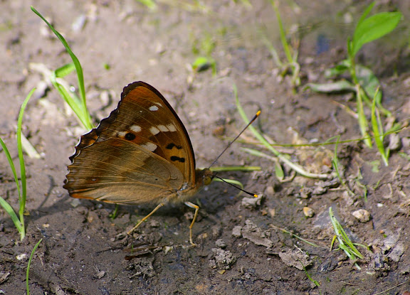 Apatura ilia DENIS & SCHIFFERMÜLLER, 1775, mâle, verso. Hautes-Lisières, 27 juin 2009. Photo : J.-M. Gayman