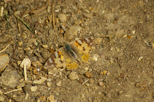 Vanessa cardui LINNAEUS, 1758, Hautes-Lisières (28260), 28 juin 2009. Photo : J.-M. Gayman