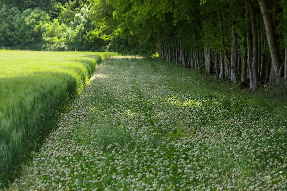 Biotope de Melanargia galathea. Les Hautes-Lisières, 30 mai 2009. Photo : J.-M. Gayman