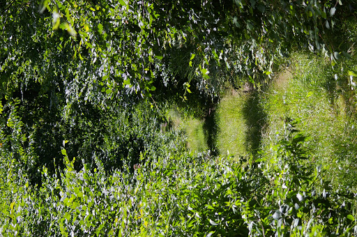 Allée forestière : biotope d'Aphantopus hyperantus, Ladoga camilla. Les Hautes-Lisières, 12 juillet 2009. Photo : J.-M. Gayman