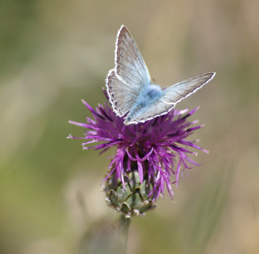 Lysandra coridon PODA, 1761. Maurin, 1930 m (Alpes-de-Haute-Provence), 5 août 2009. Photo : J.-M. Gayman
